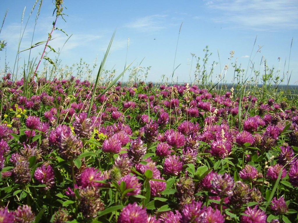 Красный Клевер Trifolium pratense